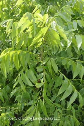 Nuts Peruque Pecan Leaves